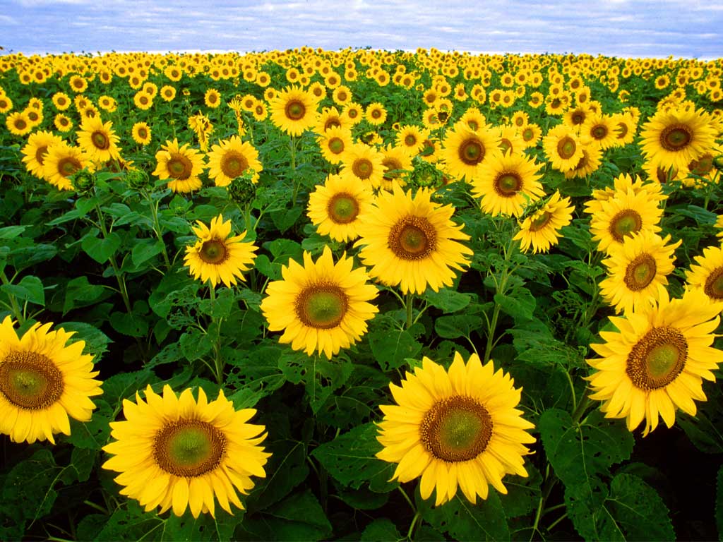 ©_by_Bruce_Fritz_http://en.wikipedia.org/wiki/File:Sunflowers.jpg
